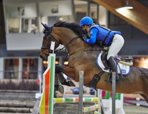 3 nieuwe trainingspaarden op stal