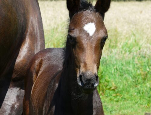 On High Heels (Herald III X Jazz)